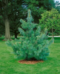 Сосна гималайская купить по цене от 370.00р. в интернет-магазине «Посадика» с доставкой почтой в в Москве и по всей России – [изображение №1].