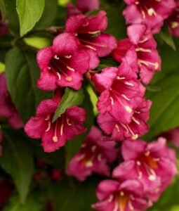 Вейгела цветущая “Бристоль Руби” купить по цене от 360.00р. в интернет-магазине «Посадика» с доставкой почтой в в Москве и по всей России – [изображение №1].