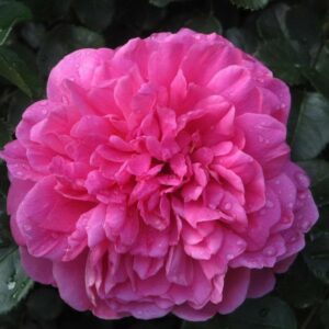 Роза Принцесса Анна купить по цене от 400.00р. в интернет-магазине «Посадика» с доставкой почтой в в Москве и по всей России – [изображение №1].