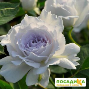 Роза Флорибунда Габриэль купить по цене от 370р. в интернет-магазине «Посадика» с доставкой почтой в в Москве и по всей России – [изображение №1].