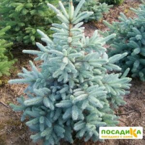 Ель колючая Глаука Аризоника купить по цене от 450р. в интернет-магазине «Посадика» с доставкой почтой в в Москве и по всей России – [изображение №1].